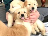 Vecihiden Safkan Baby Face Golden Retriever Yavruları