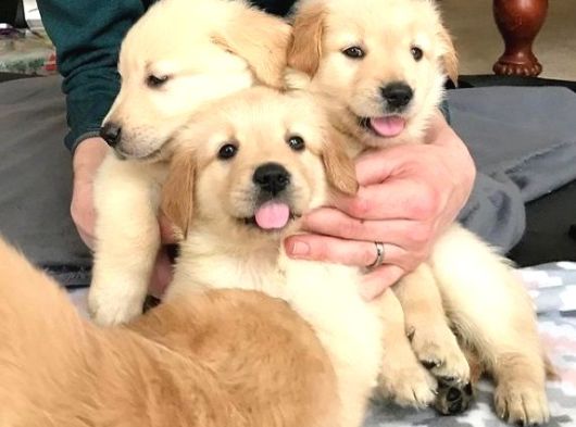 Vecihiden Safkan Baby Face Golden Retriever Yavruları görsel