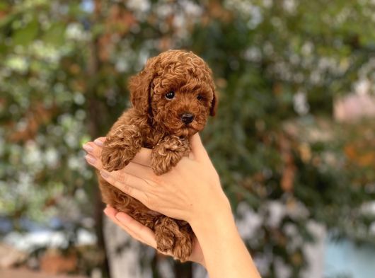 Dişi Red Brown Toy Poodle Miniğimiz görsel