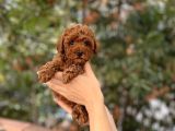 Dişi Red Brown Toy Poodle Miniğimiz