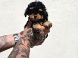Özel Renk Phantom Toy Poodle Yavrular