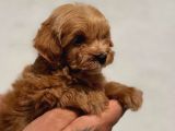 Irk Ve Sağlık Garantili Maltipoo Bebekler