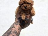 Kaliteli Üretimden Sağlıklı Maltipoo Yavrular