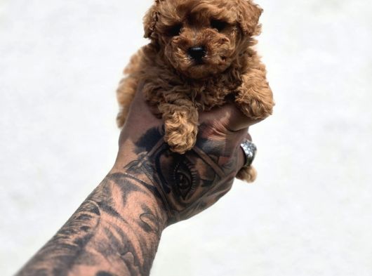 Kaliteli Üretimden Sağlıklı Maltipoo Yavrular görsel