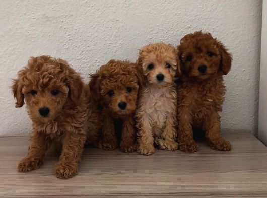 Şeker Tadında Pofuduk Poodle Bebekler görsel