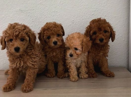 Şeker Tadında Pofuduk Poodle Bebekler