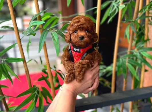 Kore Poodle Yavrularımız Sahnede görsel