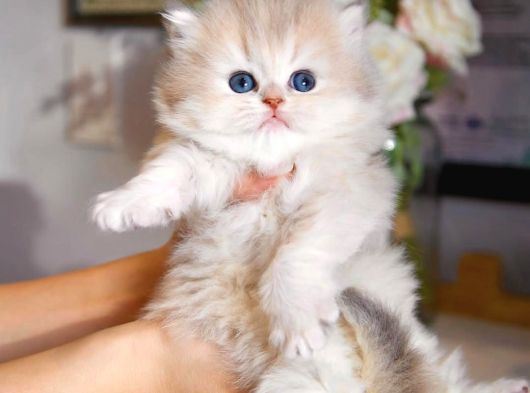 Nadir Görülen Ay Golden British Longhair