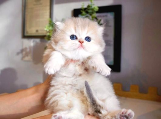 Nadir Görülen Ay Golden British Longhair görsel