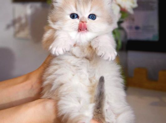 Nadir Görülen Ay Golden British Longhair görsel