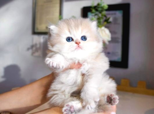 Nadir Görülen Ay Golden British Longhair görsel