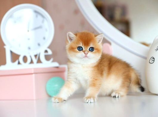 Güzellik Şampiyonu Golden British Shorthair Yavrumuz görsel