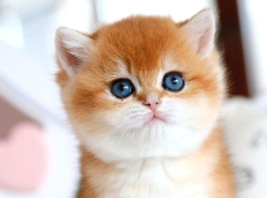 Güzellik Şampiyonu Golden British Shorthair Yavrumuz görsel