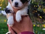 Morkie Bebekler