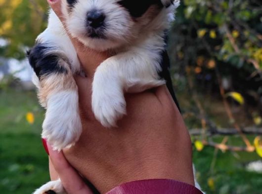 Morkie Bebekler görsel
