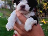 Morkie Bebekler