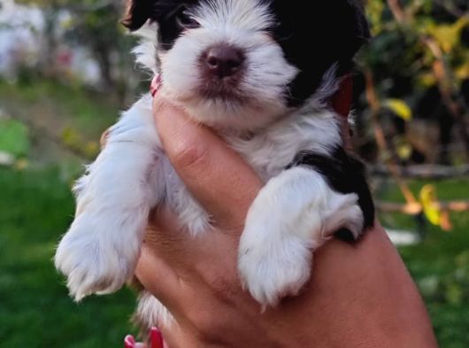 Morkie Bebekler