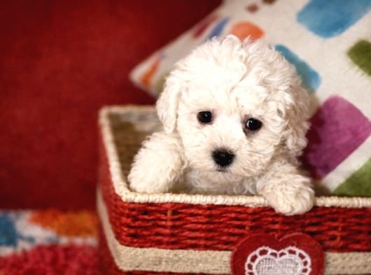 Bichon Frise Yavrularımız görsel