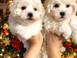 Bichon Frise Yavrularımız