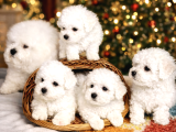Bichon Frise Yavrularımız