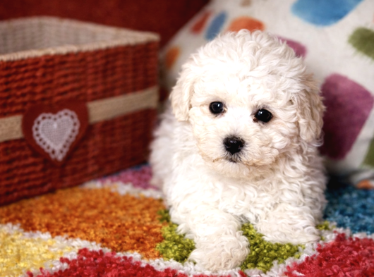 Bichon Frise Yavrularımız görsel