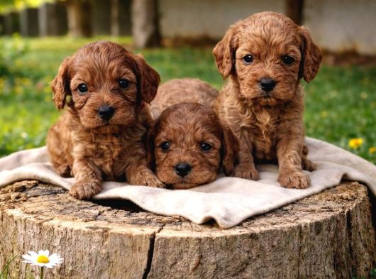 Cavapoo Yavrularımız görsel