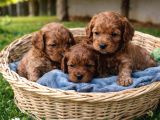 Cavapoo Yavrularımız