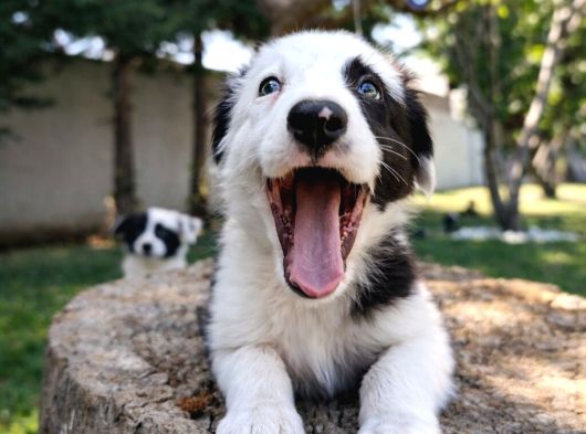 Safkan Border Collie Yavruları görsel