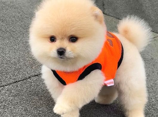 Mağazamızdan Ayı Surat Pomeranian Boo Yavrumuz görsel