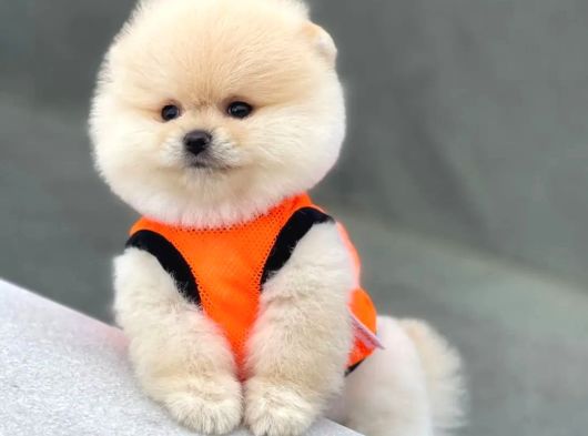 Mağazamızdan Ayı Surat Pomeranian Boo Yavrumuz görsel