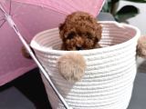 Kore teacup babadan teacup poodle bebekler