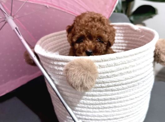 Kore teacup babadan teacup poodle bebekler