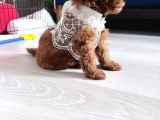 Kore Teacup Babadan Teacup Poodle Bebekler