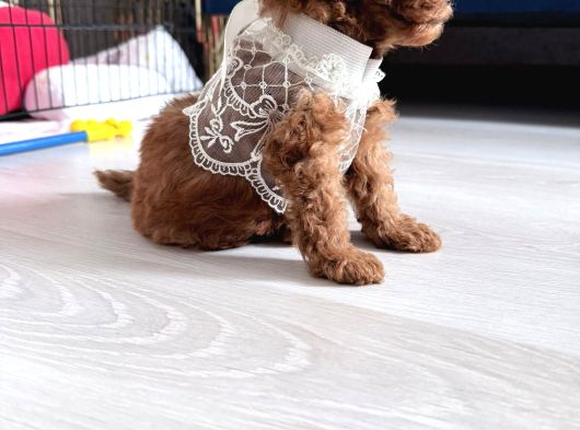 Kore Teacup Babadan Teacup Poodle Bebekler görsel