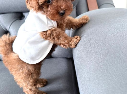 Kore Teacup Babadan Teacup Poodle Bebekler görsel