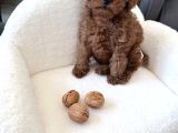 Kore Teacup Babadan Teacup Poodle Bebekler