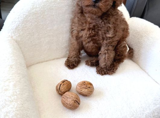 Kore Teacup Babadan Teacup Poodle Bebekler görsel