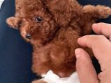 Kore Teacup Babadan Teacup Poodle Bebekler