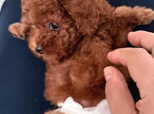 Kore Teacup Babadan Teacup Poodle Bebekler görsel
