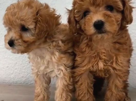 Şeker Tadında Poodle Bebekler