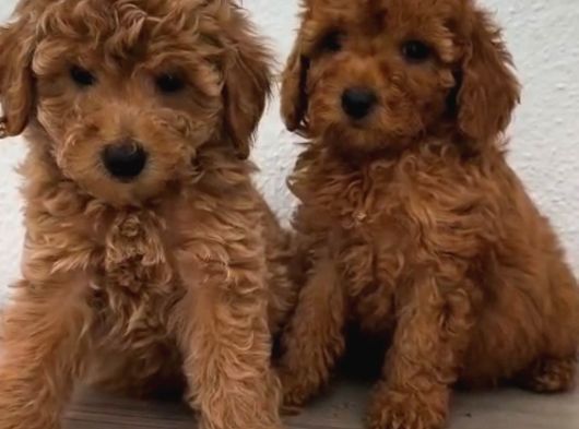 Şeker Tadında Poodle Bebekler görsel