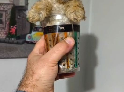 Şeker Tadında Poodle Bebekler görsel