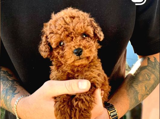 Toy Poodle Sevi̇mli̇ Yavrular Ev Üreti̇mi̇