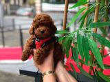 Kore Poodle Yavrularımız Sahnede