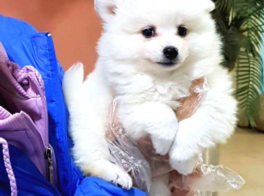 Bembeyaz Güzellikler Safkan Samoyed Yavruları Mama Ve Malze görsel