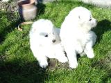 Bembeyaz Güzellikler Safkan Samoyed Yavruları Mama Ve Malze