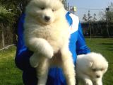 Bembeyaz Güzellikler Safkan Samoyed Yavruları Mama Ve Malze