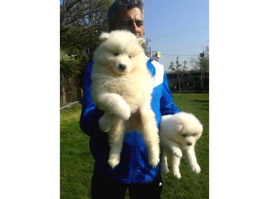 Bembeyaz Güzellikler Safkan Samoyed Yavruları Mama Ve Malze görsel