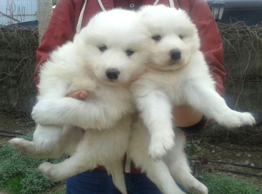 Bembeyaz Güzellikler Safkan Samoyed Yavruları Mama Ve Malze görsel