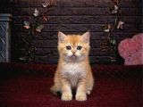 BRİTİSH SHORTHAİR BEBEKLERIMIZ